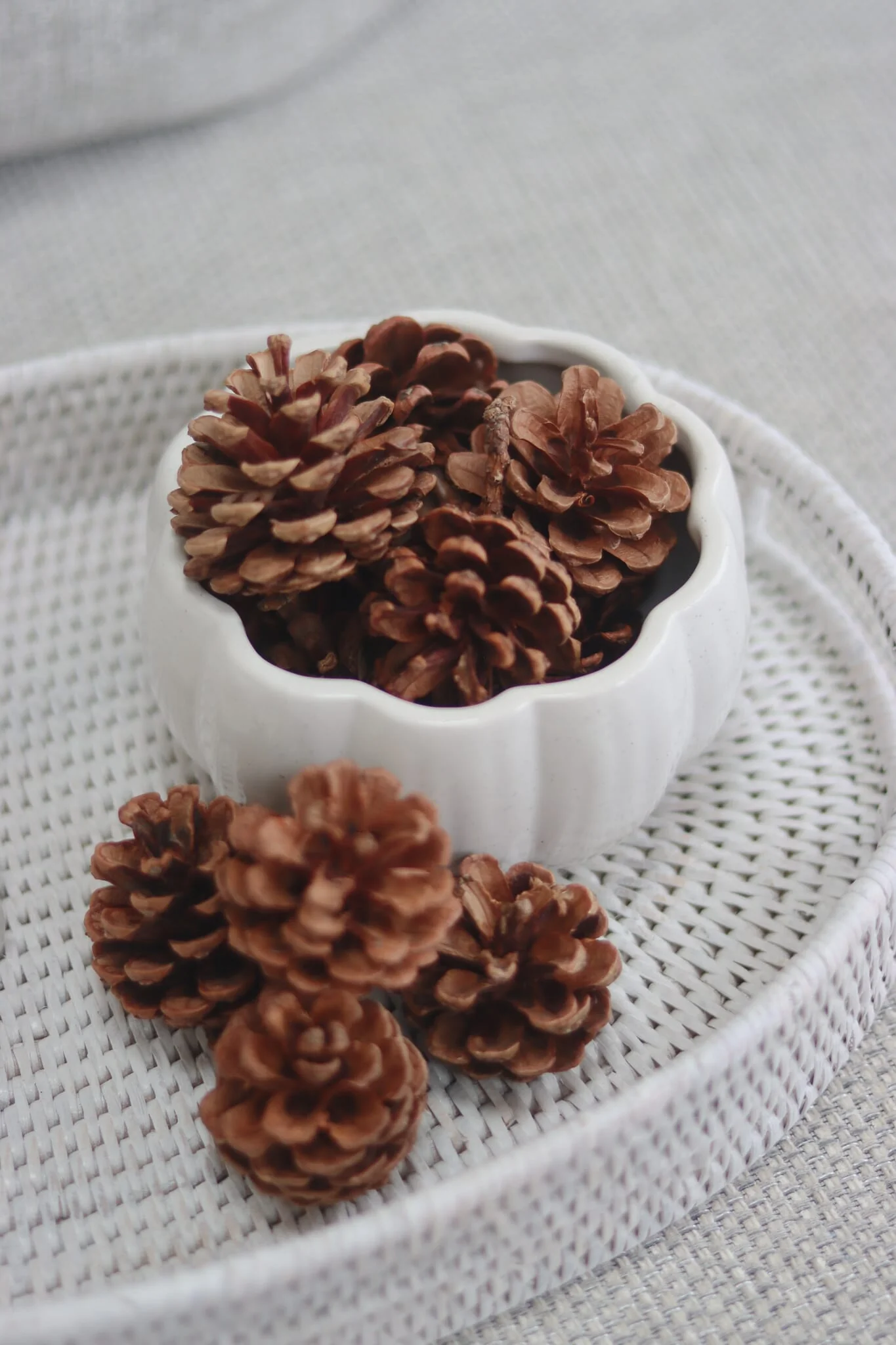 Decorative Pinecones - 20pc - Image 3